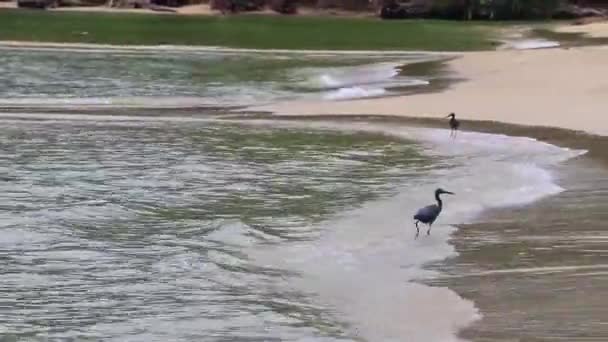 Велика Чорна Водяна Пташка Лелека Йде Рибалити Стоїть Воді Пляжі — стокове відео
