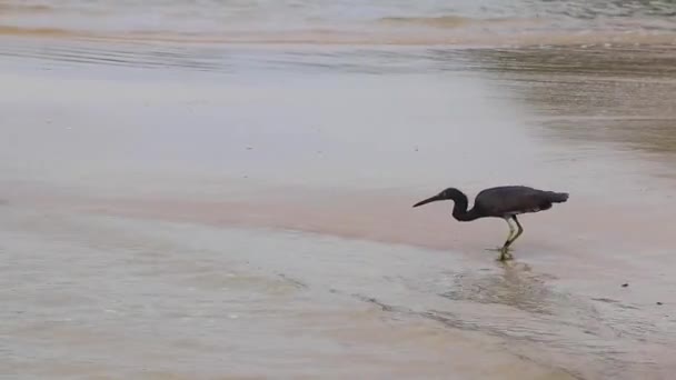 Wielki Czarny Ptak Wodny Czapla Bocian Spacery Połowów Stojąc Wodzie — Wideo stockowe