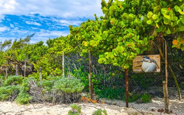 Tropical mexican caribbean beach palm trees plants flowers and fir trees in jungle forest nature with cloudy blue sky in Playa del Carmen Quintana Roo Mexico.