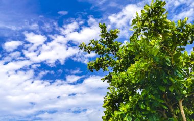 Tropical mexican caribbean beach palm trees plants flowers and fir trees in jungle forest nature with cloudy blue sky in Playa del Carmen Quintana Roo Mexico.