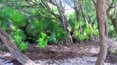 Tropical mexican caribbean beach palm trees plants flowers and fir trees in jungle forest nature with cloudy blue sky in Playa del Carmen Quintana Roo Mexico.