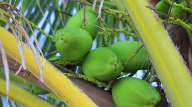 Playa del Carmen Quintana Roo Meksika 'da Hindistan cevizi ve mavi gökyüzü arka planlı tropik doğal Meksika palmiyesi..