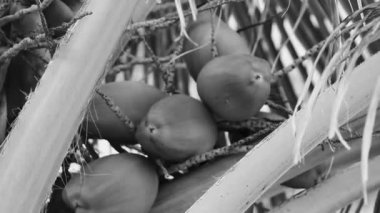 Playa del Carmen Quintana Roo Meksika 'da Hindistan cevizi ve mavi gökyüzü arka planlı tropik doğal Meksika palmiyesi..