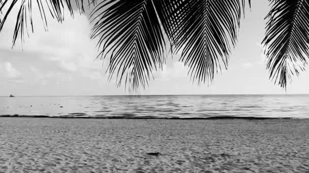 Paisaje Tropical Playa Caribeña Con Agua Azul Turquesa Palmeras Playa — Vídeo de stock