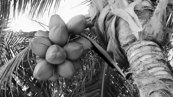 Tropikalne Naturalne Meksykańskie Palmy Orzechami Kokosowymi Błękitnym Tle Nieba Playa — Wideo stockowe