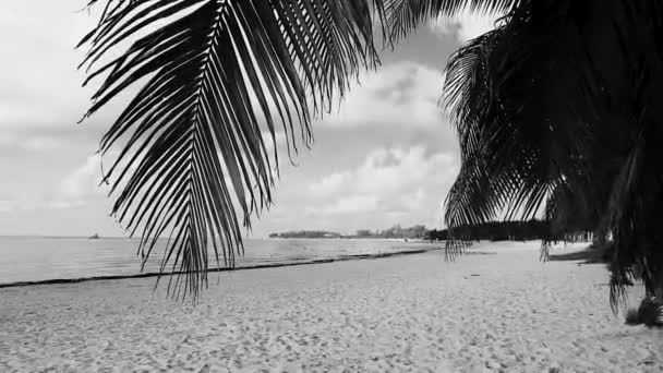 Tropisk Karibisk Strand Landskap Panorama Med Klar Turkos Blått Vatten — Stockvideo