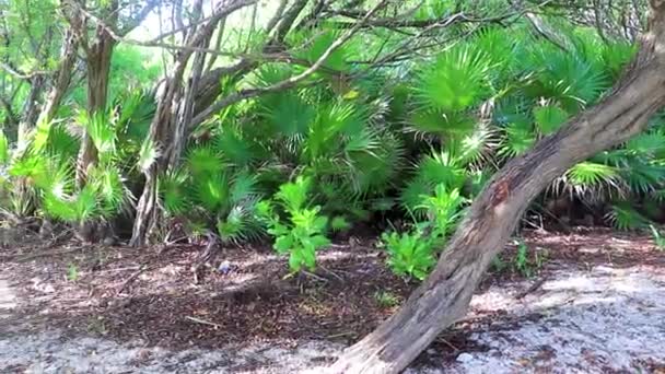 Tropik Meksika Karayip Plaj Ağaçları Orman Ormanlarında Çiçek Köknar Ağaçları — Stok video
