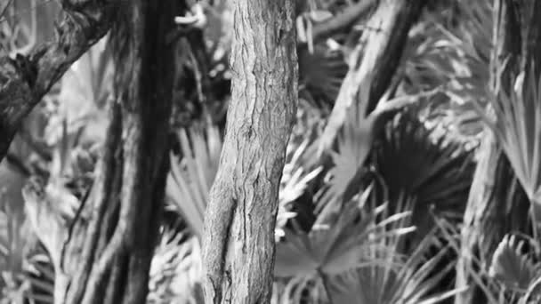 Red Bellied Woodpecker Hammering Drill Tree Trunk Playa Del Carmen — 비디오