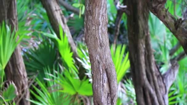 Red Bellied Woodpecker Hammering Drill Tree Trunk Playa Del Carmen — Stok video