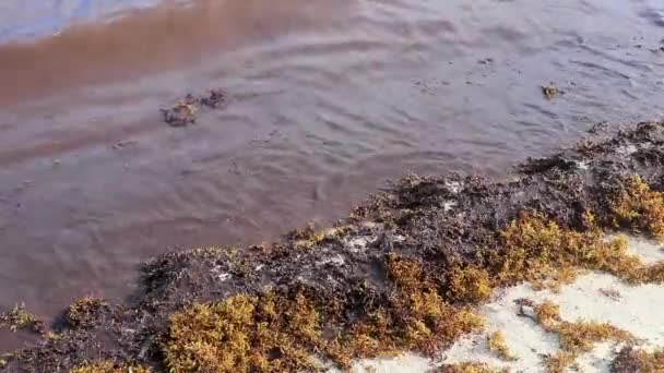 金塔纳罗奥岛有很多恶心和肮脏的加勒比海滨水带海藻沙加佐 — 图库视频影像
