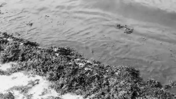 Lot Very Disgusting Dirty Caribbean Beach Water Seaweed Sargazo Playa — Stock Video