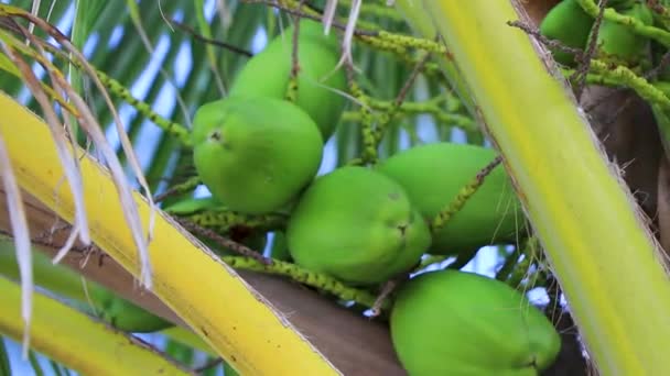 Tropikalne Naturalne Meksykańskie Palmy Orzechami Kokosowymi Błękitnym Tle Nieba Playa — Wideo stockowe