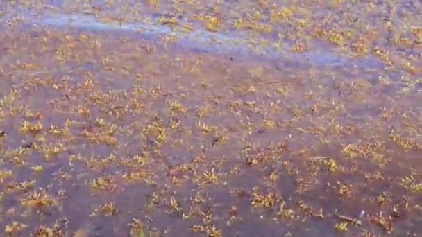 Много Отвратительной Грязной Карибской Воды Морскими Водорослями Playa Del Carmen — стоковое видео