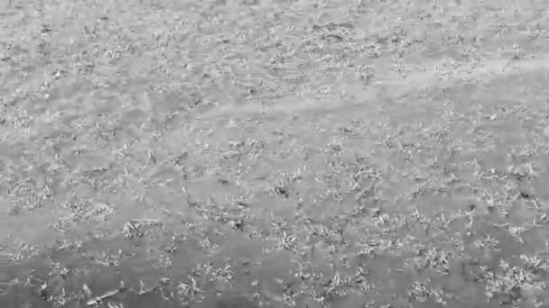 Mycket Äckligt Och Smutsigt Karibiskt Strandvatten Med Sjögräs Sargazo Playa — Stockvideo