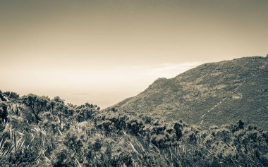 Cape Town, Güney Afrika 'daki Masa Dağı Ulusal Parkı' ndan görüntü.