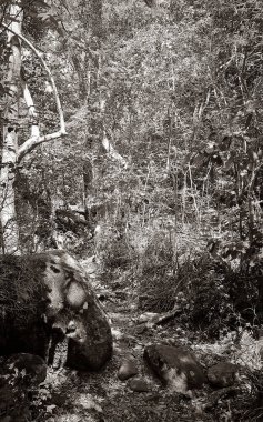 Tablemoutain Ulusal Parkı 'nda yürüyüş yolu, Cape Town, Güney Afrika.