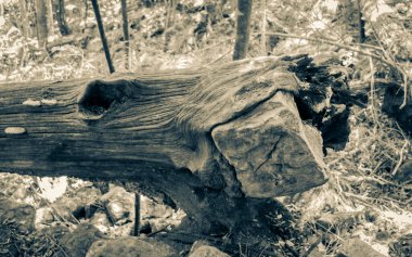 Tree eats stone, envelops rock and breaks after storm, kicks after storm in forest from Tablemountain National Park, Cape Town, South Africa.