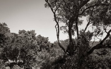 Cape Town, Güney Afrika 'daki Masa Dağı Ulusal Parkı' ndan görüntü.