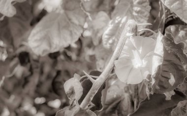 Beautiful violett and blue flowers in gardens and parks in South Africa