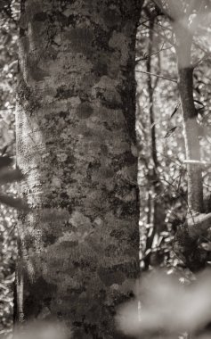 Tree beautiful with orange red and yellow bark in the forest from Tablemountain National Park, Cape Town, South Africa.