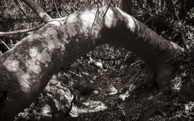Specially Grown Curved Tree in the Forest from Tablemountain National Park, Cape Town, South Africa.