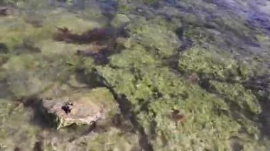 Playa del Carmen Quintana Roo Meksika sahilindeki turkuaz yeşil ve mavi sularda kayalar ve mercanlar..
