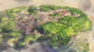 Playa del Carmen Quintana Roo Meksika sahilindeki turkuaz yeşil ve mavi sularda kayalar ve mercanlar..