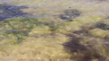 Playa del Carmen Quintana Roo Meksika sahilindeki turkuaz yeşil ve mavi sularda kayalar ve mercanlar..