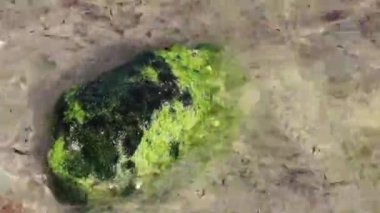 Playa del Carmen Quintana Roo Meksika sahilindeki turkuaz yeşil ve mavi sularda kayalar ve mercanlar..