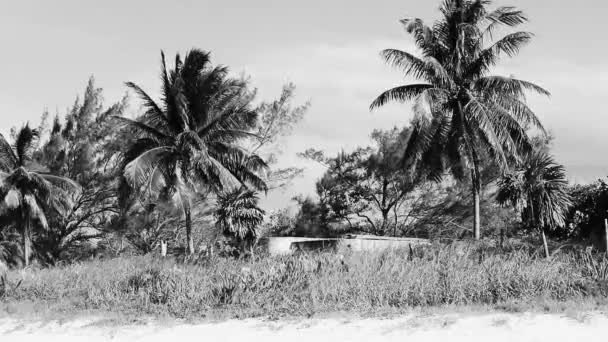 Palm Beach Ruins Playa Del Carmen Quintana Roo Mexico — Stockvideo