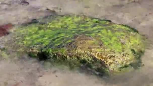 Kameny Korály Tyrkysově Zelené Modré Vodě Pláži Playa Del Carmen — Stock video