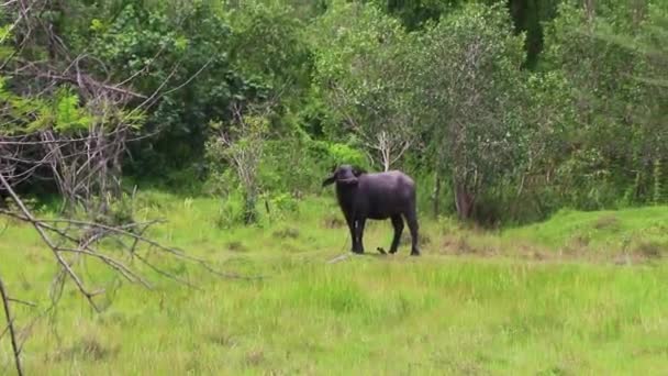 Waterbuffel Vochtige Tropische Natuur Het Veld Kijkend Naar Camera Sakhu — Stockvideo