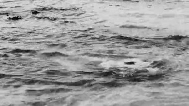Stones rocks and corals and sargazo seagrass seaweed in turquoise green and blue water on the beach in Playa del Carmen Quintana Roo Mexico.