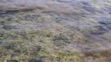 Stones rocks and corals and sargazo seagrass seaweed in turquoise green and blue water on the beach in Playa del Carmen Quintana Roo Mexico.
