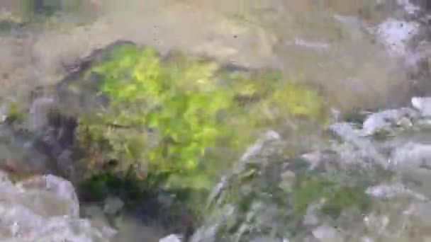 Stones Rocks Corals Sargazo Seagrass Seaweed Turquoise Green Blue Water — стоковое видео