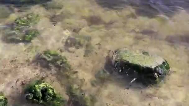 Stones Rocks Corals Sargazo Seagrass Seaweed Turquoise Green Blue Water — Vídeo de stock
