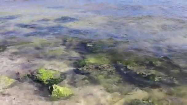Stones Rocks Corals Sargazo Seagrass Seaweed Turquoise Green Blue Water — Αρχείο Βίντεο