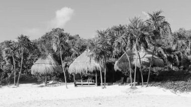 Palmiye ağaçları şemsiyeler ve güneş şemsiyeleri Playa del Carmen Mexico 'daki tropik Meksika sahillerindeki resif coco plajı tatil beldesinde..