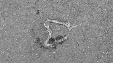 Dead flattened snake grass snake with guts on the road in Sakhu Thalang on Phuket island Thailand in Southeastasia Asia.
