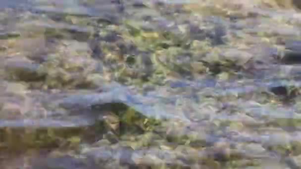 Sten Klipper Koraller Sargazo Tang Turkis Grønt Blåt Vand Stranden – Stock-video