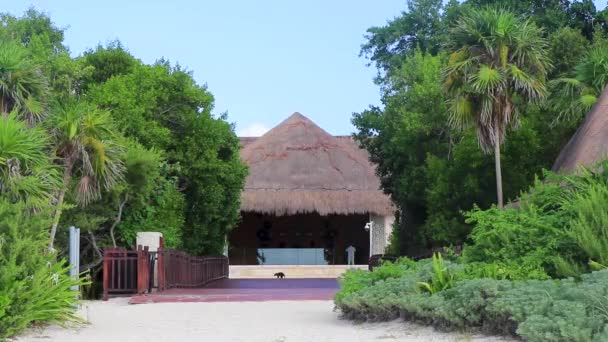 Palapa Azotea Resort Playa Tropical Playa Del Carmen Quintana Roo — Vídeos de Stock