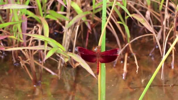 Bella Libellula Rossa Brillante Nella Natura Tropicale Sakhu Thalang Sull — Video Stock
