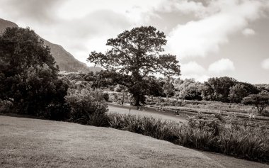 Dağlar ve patikalar Kirstenbosch Ulusal Botanik Bahçesi, Cape Town, Güney Afrika.