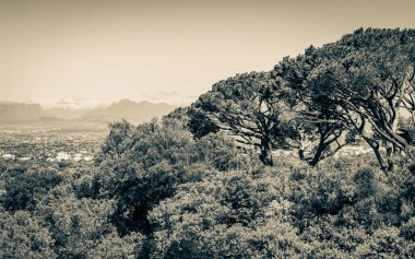 Cape Town 'daki Kirstenbosch Botanik Bahçesi' nde Cape Town manzaralı dev Güney Afrika ağaçları..