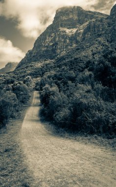 Büyük dağlar ve patikalar Kirstenbosch Ulusal Botanik Bahçesi, Cape Town, Güney Afrika.