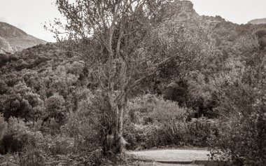 Dağlar ve patikalar Kirstenbosch Ulusal Botanik Bahçesi, Cape Town, Güney Afrika.