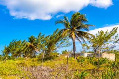 Palm beach and ruins in Playa del Carmen Quintana Roo Mexico.