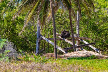 Palm beach and ruins in Playa del Carmen Quintana Roo Mexico.