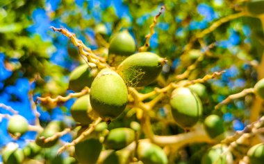 Tropical natural mexican palms palm tree trees with red green palm dates nuts seeds betel nuts and blue sky background in Zicatela Puerto Escondido Oaxaca Mexico.