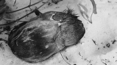 Old fallen coconut lies on the beach and rots away in Playa del Carmen Quintana Roo Mexico.